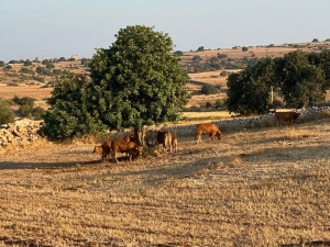 Zootecnica. L&#039;allarme lanciato da Coldiretti Sicilia.