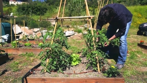 &quot; Autorizzare la coltivazione degli orti&quot;. La richiesta del PD a Musumeci.