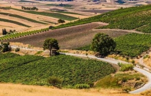 Agricoltura, 33 milioni ai Gal. Scilla: «Ripartizione basata sulla performance dei singoli Gruppi»