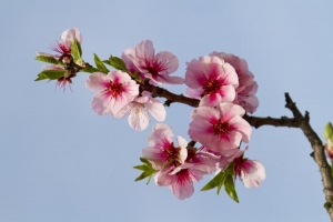 Oggi 20 marzo è ufficialmente primavera.